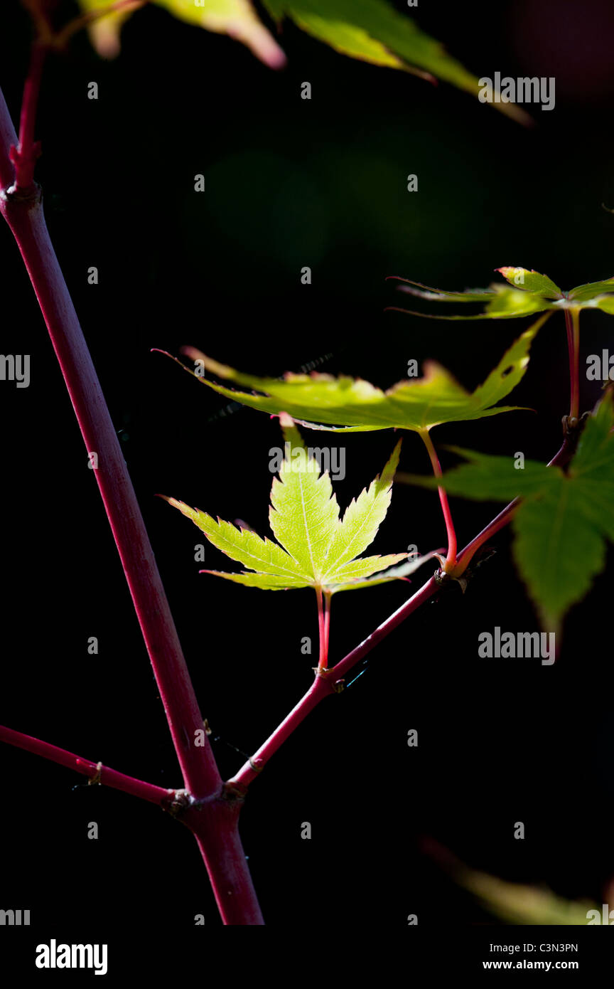 Acer palmatum sango kaku. Hojas de arce japonés contra un fondo oscuro Foto de stock