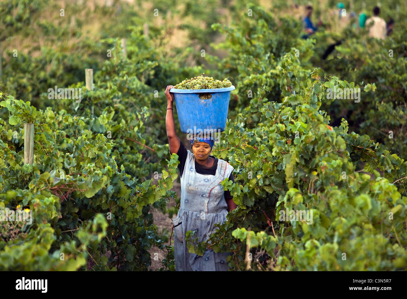 Sudáfrica, Western Cape Paarl, Klein Parys viñedos, la cosecha de la uva. Foto de stock