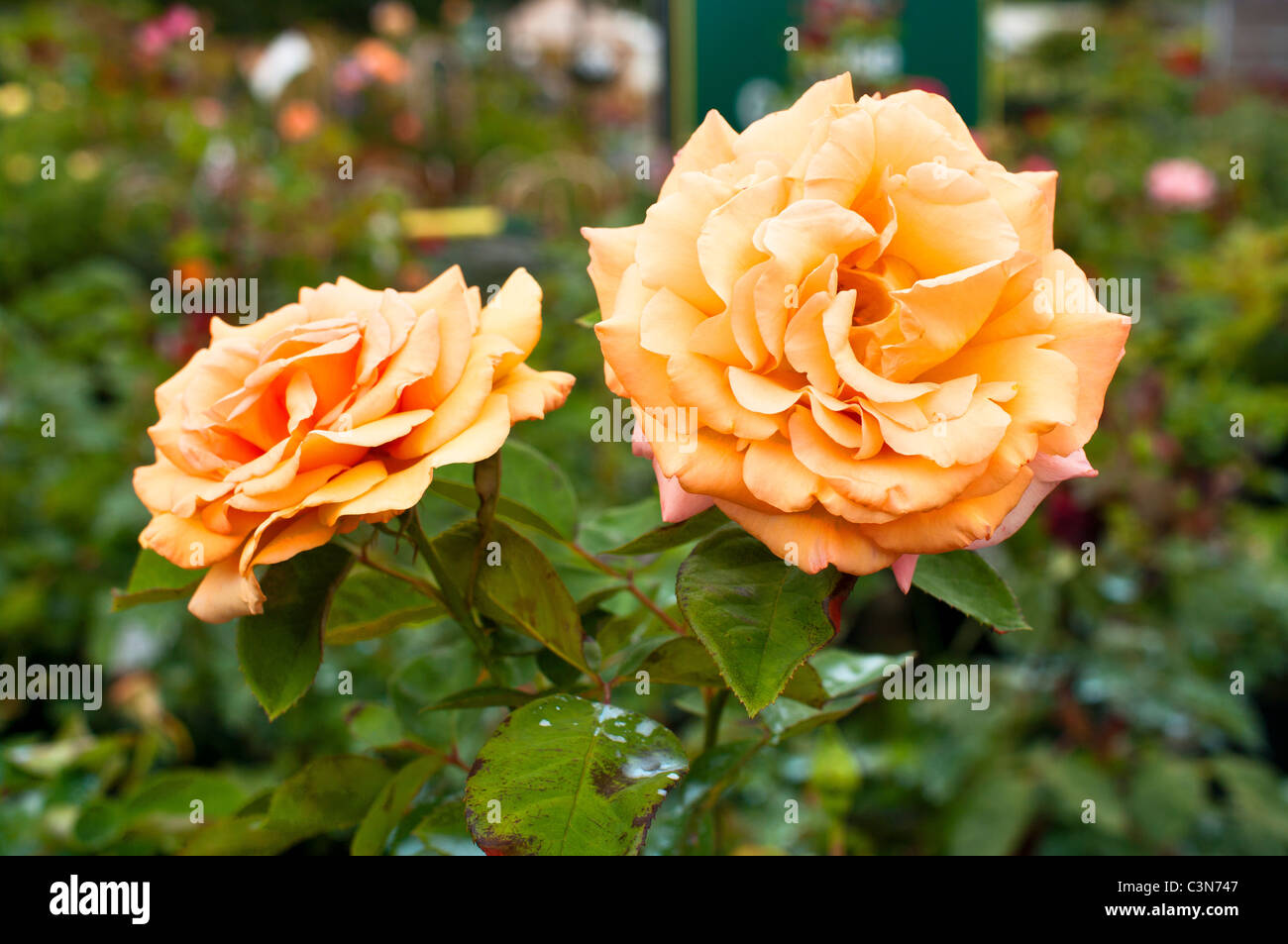 Vigorosa floribunda Rosa Rosa 'Bodas de Oro' Foto de stock