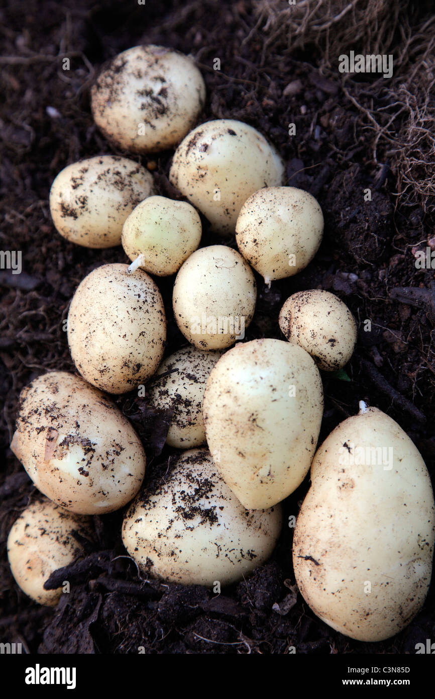 Nueva variedad de patata "Accord" plantada en maceta de 20 litros 22 de febrero y cosecharon 8 de mayo - el rendimiento de una planta Foto de stock