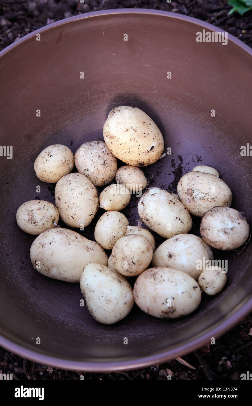 Nueva variedad de patata "Accord" plantada en maceta de 20 litros 22 de febrero y cosecharon 8 de mayo - el rendimiento de una planta Foto de stock
