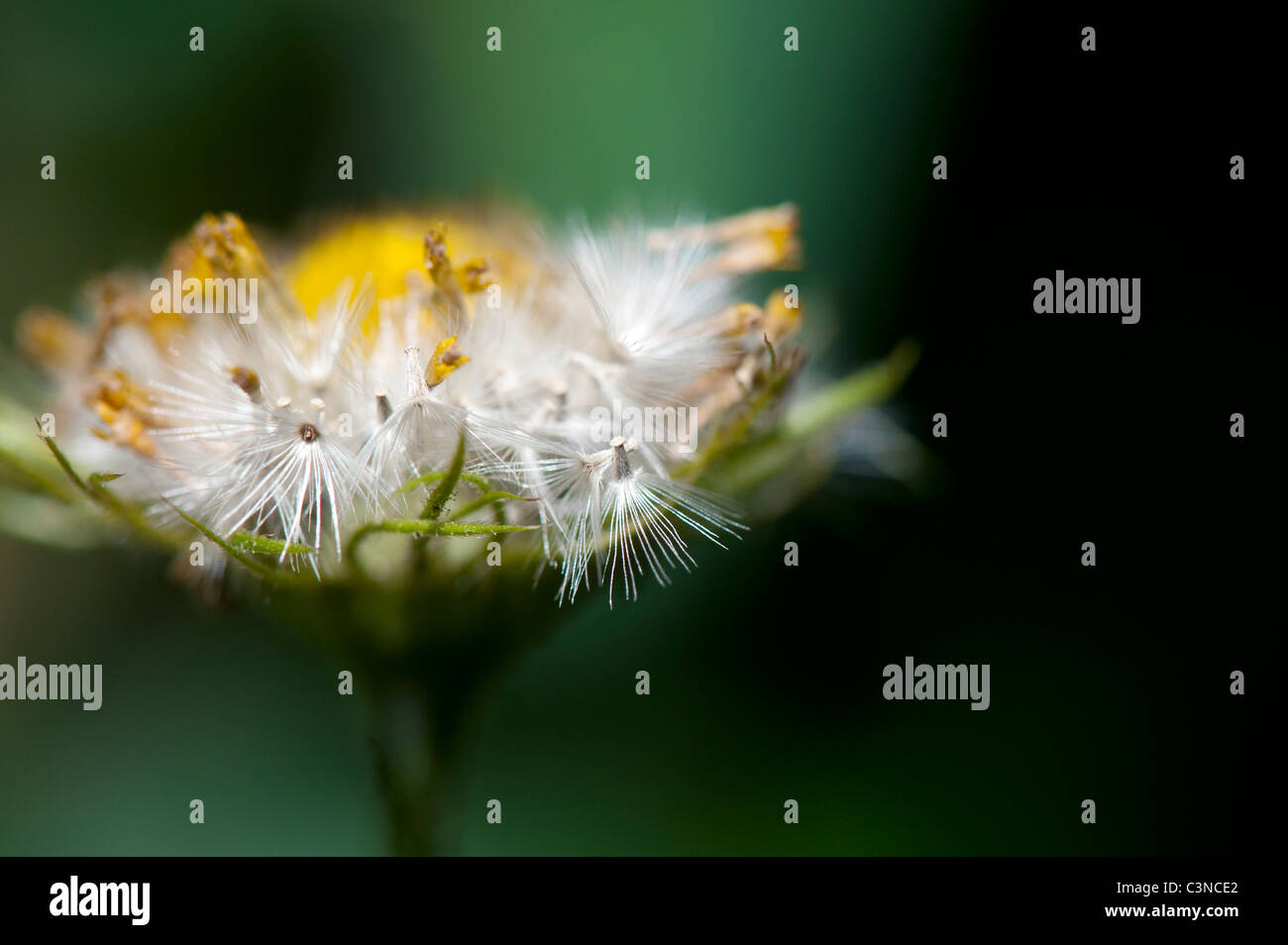 Doronicum Caucasicum Finesse semillas de flores. Los leopardos Bane cabeza con semillas de flores Foto de stock