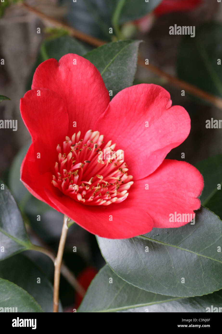 Camelia, Camellia japonica 'Kimberly', Theaceae. Foto de stock