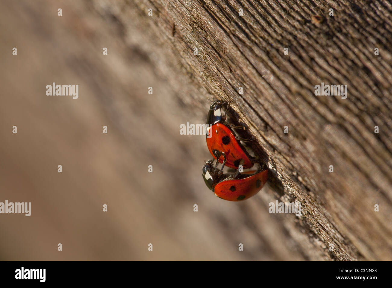 Cinco mariquitas Conninell Spot (5-punctata). Copular pareja. El apareamiento Fotografía de stock - Alamy Cinco mariquitas Conninell Spot (5-punctata). Copular pareja. El apareamiento Fotografía de stock - Alamy