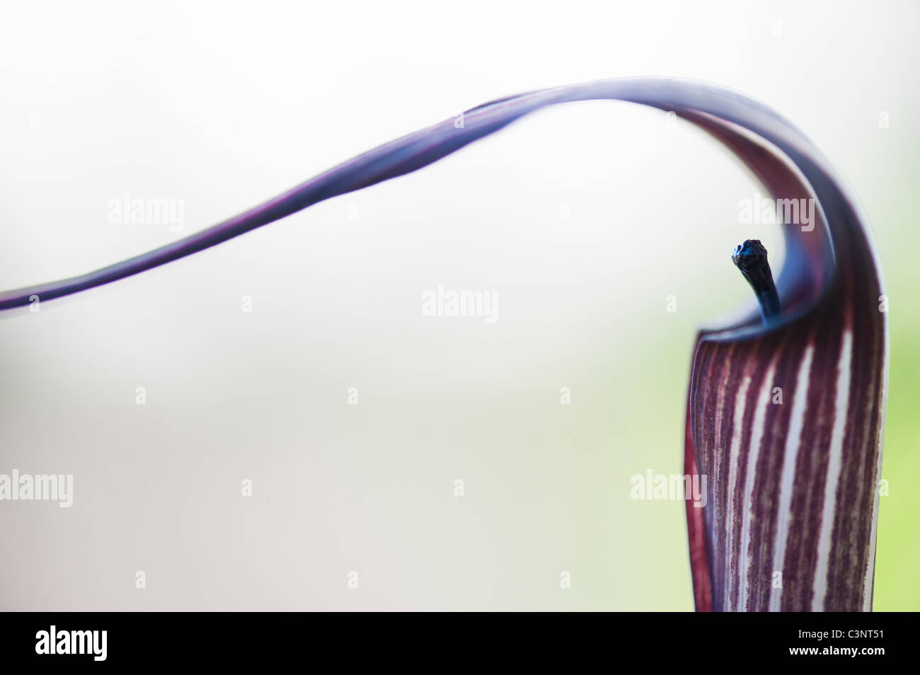 Arisaema Concinnum. Chino cobra lily / Jack en el púlpito flor Foto de stock