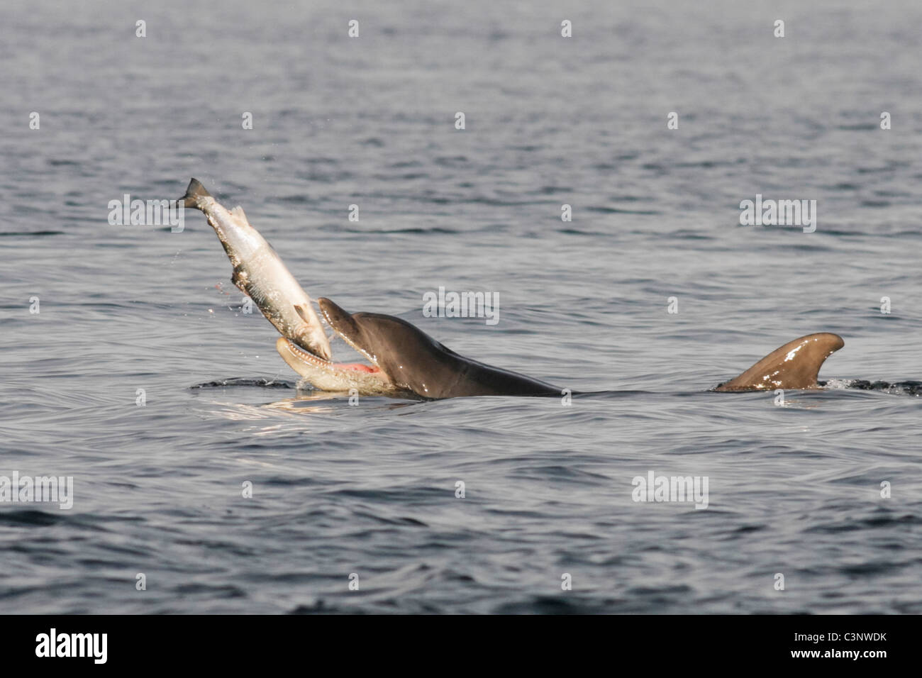 El delfín mular (Tursiops truncatus), coger un pez , salmón (Salmo salar), Moray Firth, Highlands, Escocia, Reino Unido Foto de stock