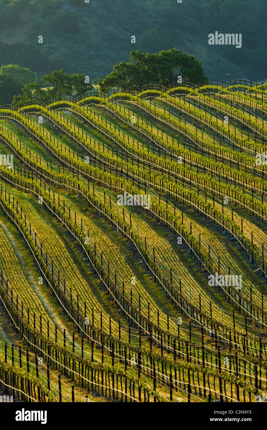 Hileras de viñas de uva de vino en el viñedo en el valle de Santa Ynez, Condado de Santa Bárbara, California Foto de stock