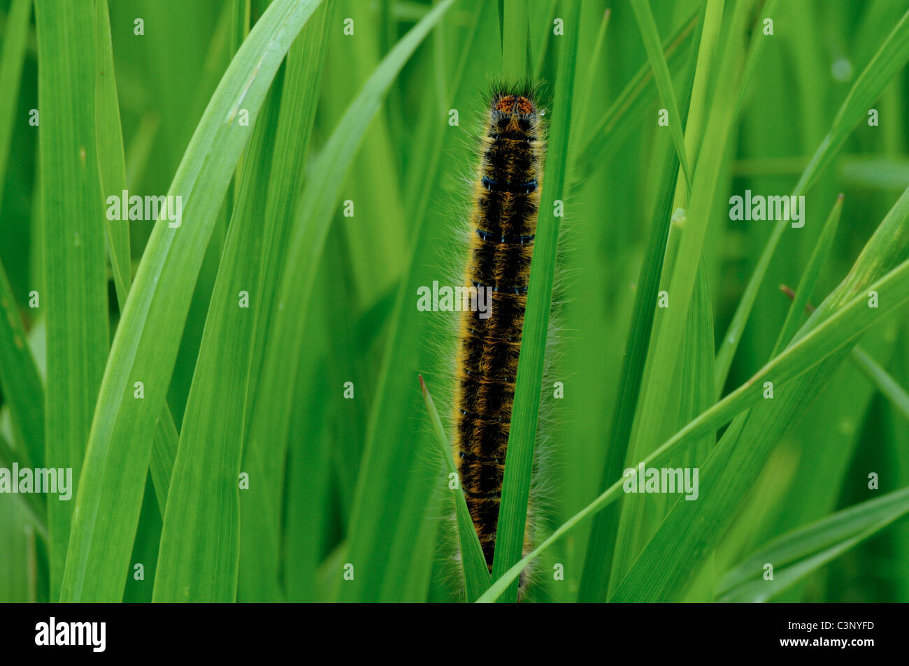 La polilla de cola amarilla - Caterpillar en el césped Foto de stock
