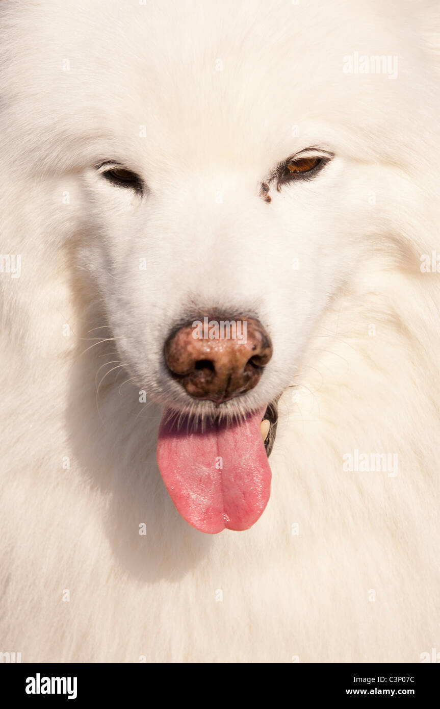 Un perro blanco cerrar Foto de stock