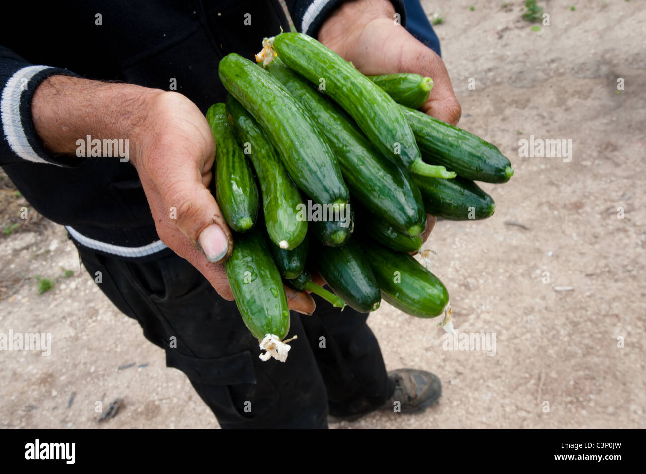 Un agricultor palestino tiene un montón de pepinos recién cosechadas en su obra de manos desgastadas. Foto de stock