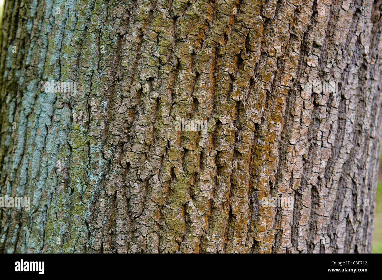 La corteza de los árboles de diferentes colores Fotografía de stock - Alamy