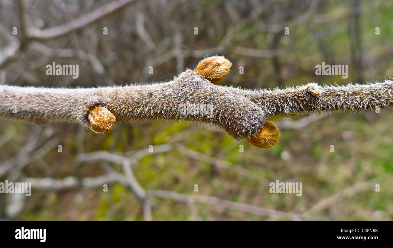 Capullos de Primavera fresca en rama de árbol Foto de stock