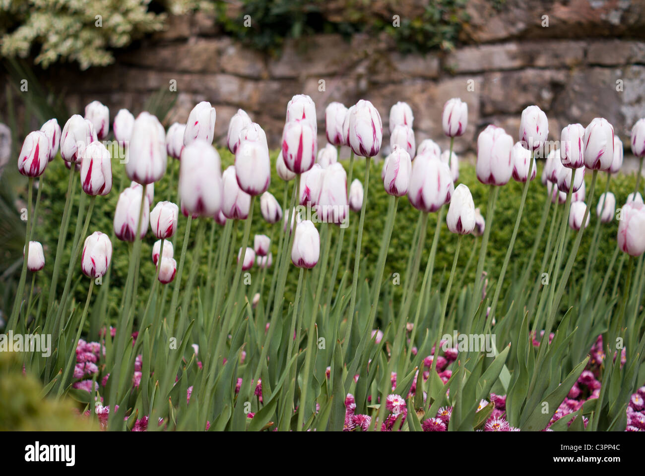 Blanco Baby Pink Garden tulipanes de pie delgado Alto Foto de stock