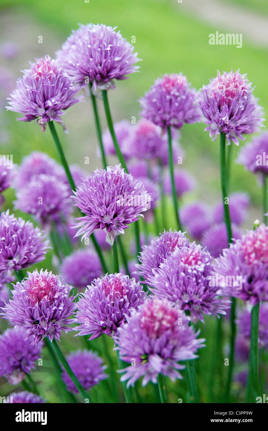 Spicy comestibles flores de cebollino Foto de stock