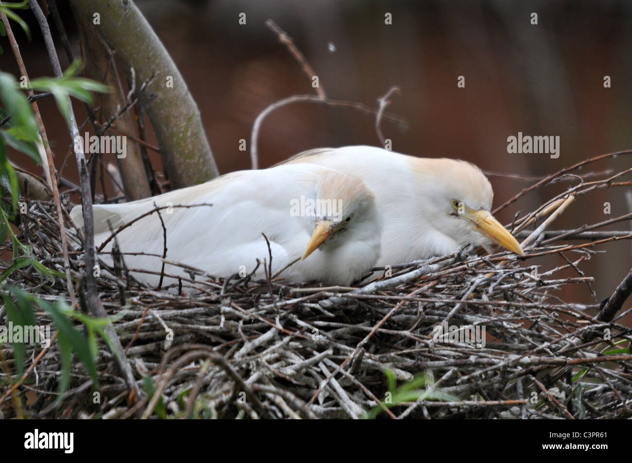 Aves incubando huevos fotografías e imágenes de alta resolución - Alamy