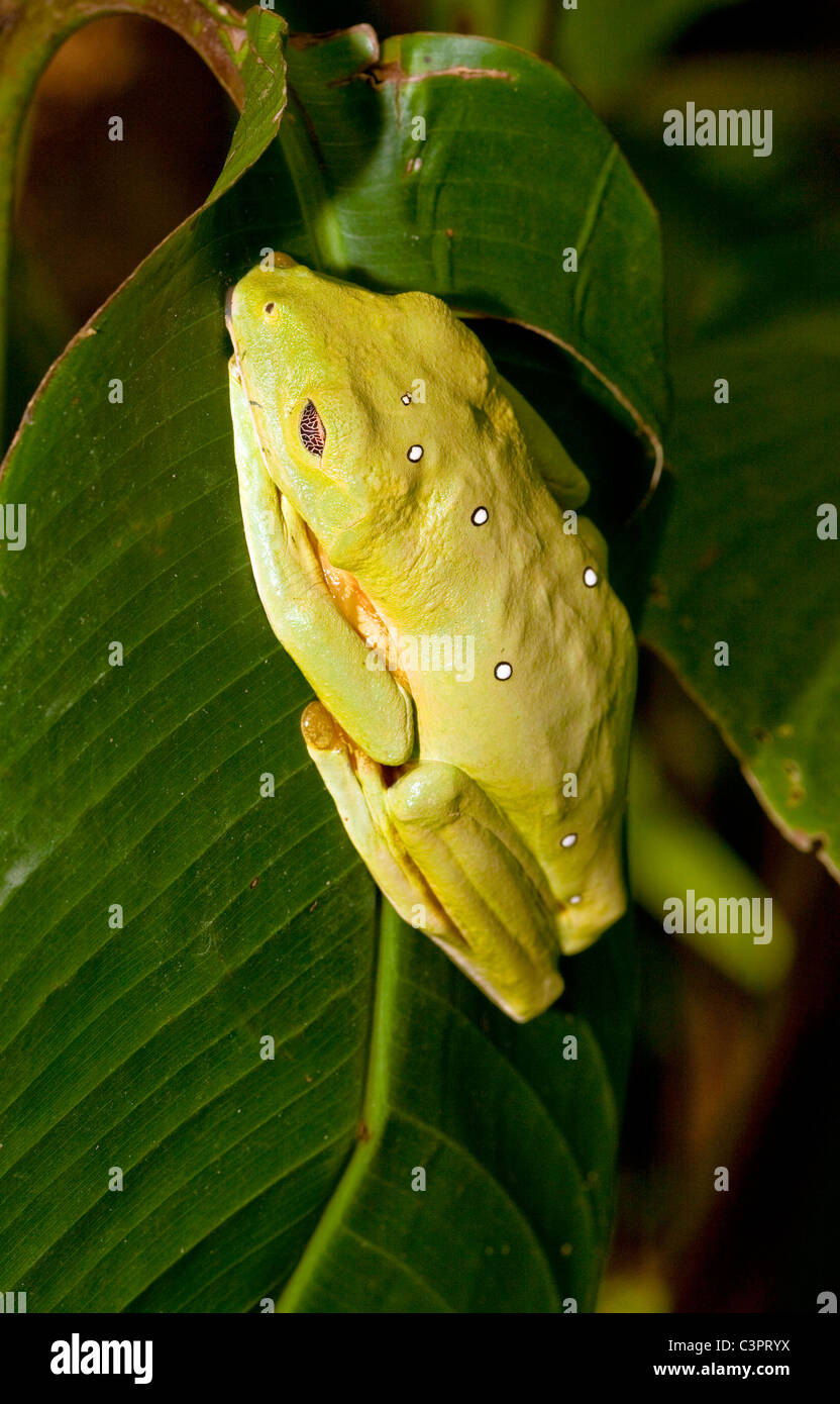 Una rana de árbol que descansa sobre una hoja en Costa Rica. Foto de stock