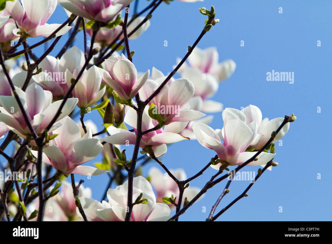 Magnolia Foto de stock