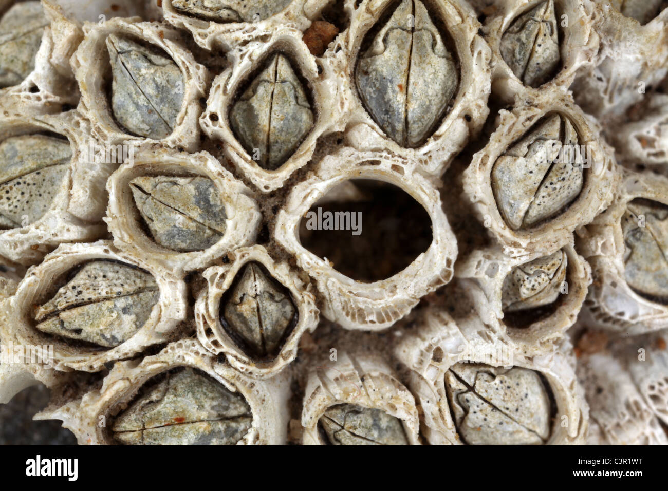 Percebes esqueleto de artrópodos - Crustacea Cirripedia Foto de stock
