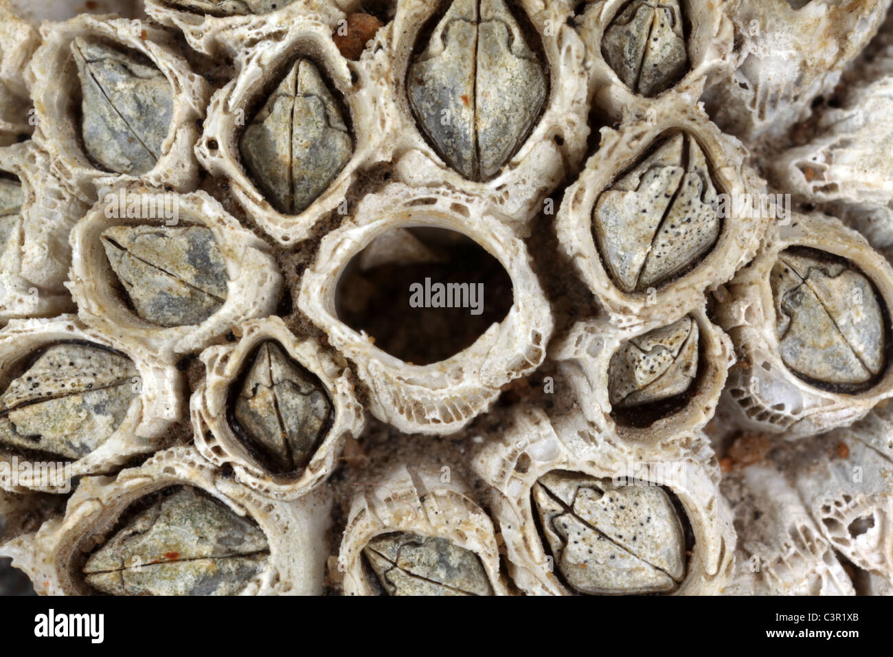 Percebes esqueleto de artrópodos - Crustacea Cirripedia Foto de stock