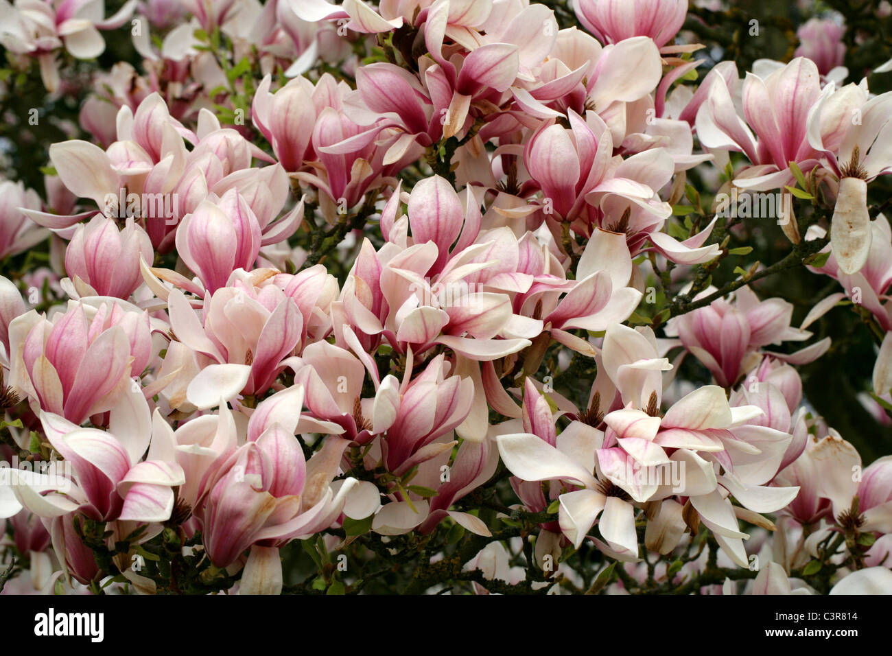 Platillo Magnolia, Magnolia soulangeana, Magnoliaceae. Foto de stock
