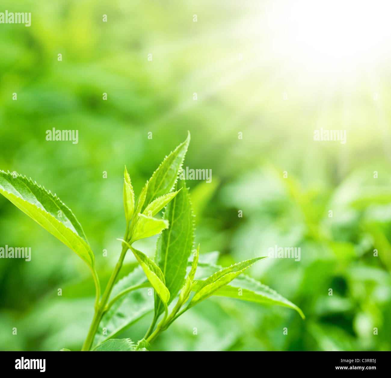Las hojas de té en una plantación en los haces de luz solar. Foto de stock