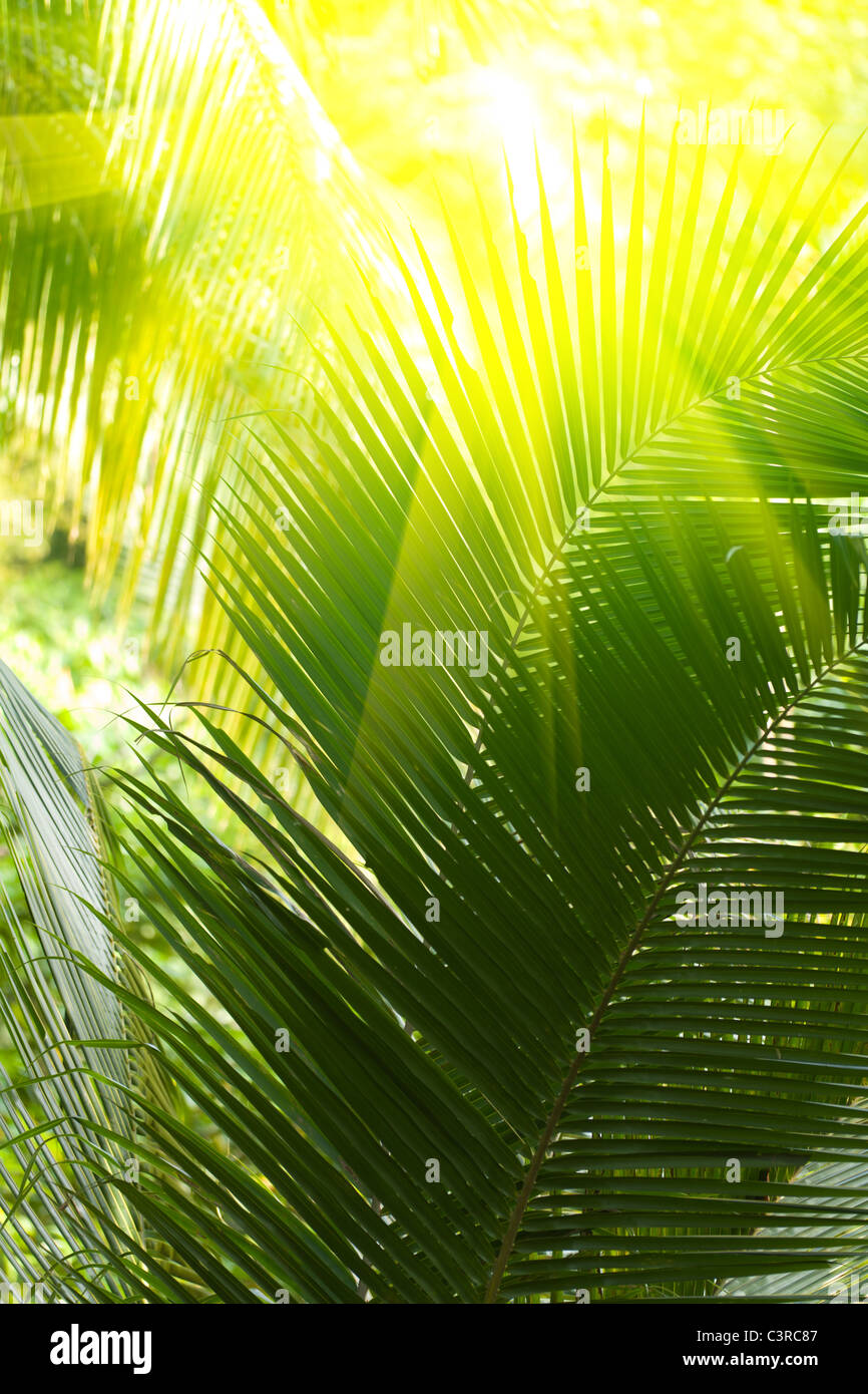 Sunbeam brillante y hojas de palmera Foto de stock