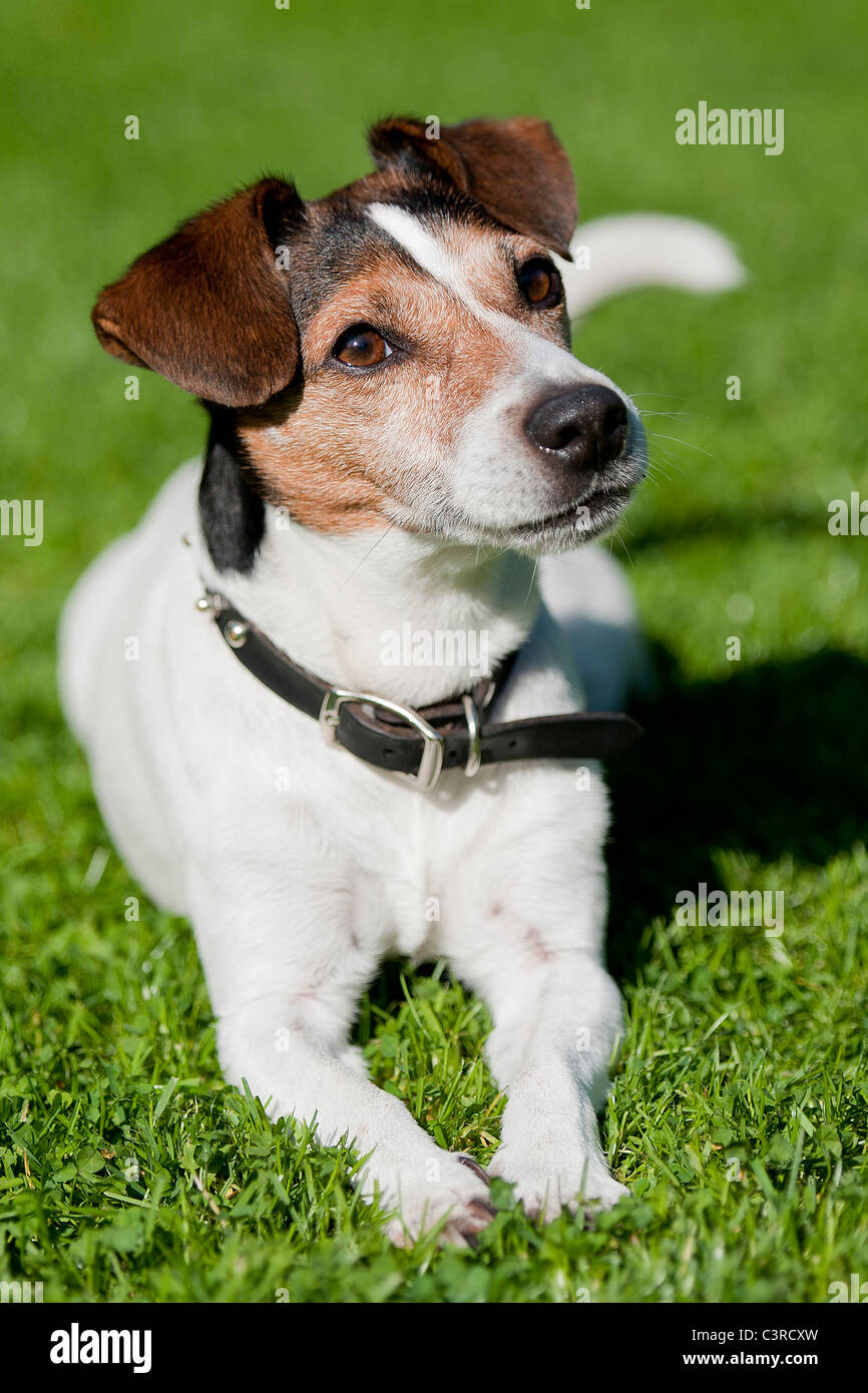Perro blanco manchas marrones chiquitos fotografías e imágenes de alta  resolución - Alamy