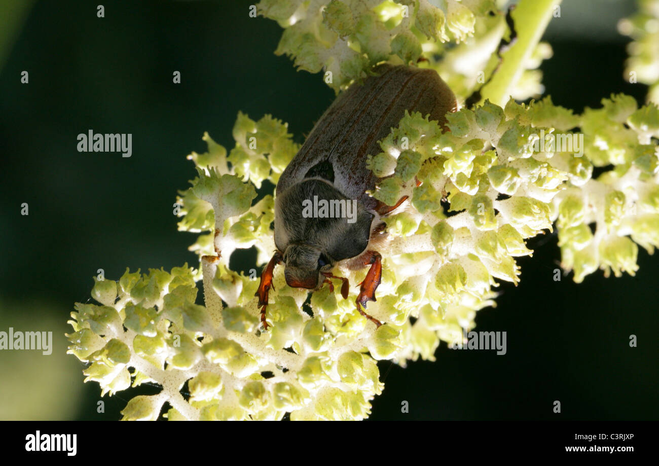 Maybug, Melolontha melolontha o Cockchafer, Melolonthinae, Poxviridae, Coleoptera. Foto de stock