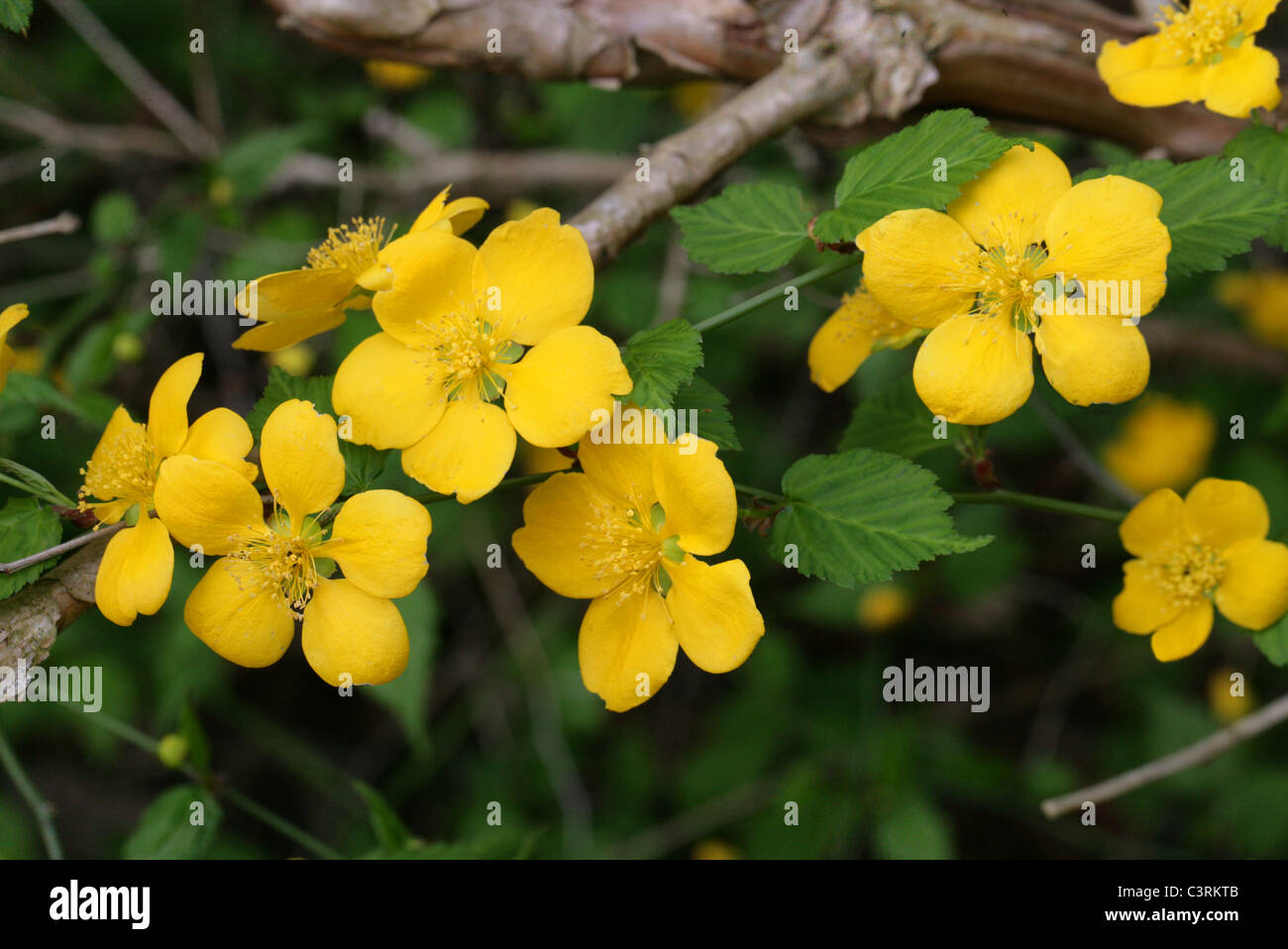 Kerria, Kerria japonica, Rosaceae. Nativo de Asia oriental, en China, Japón y Corea. Foto de stock