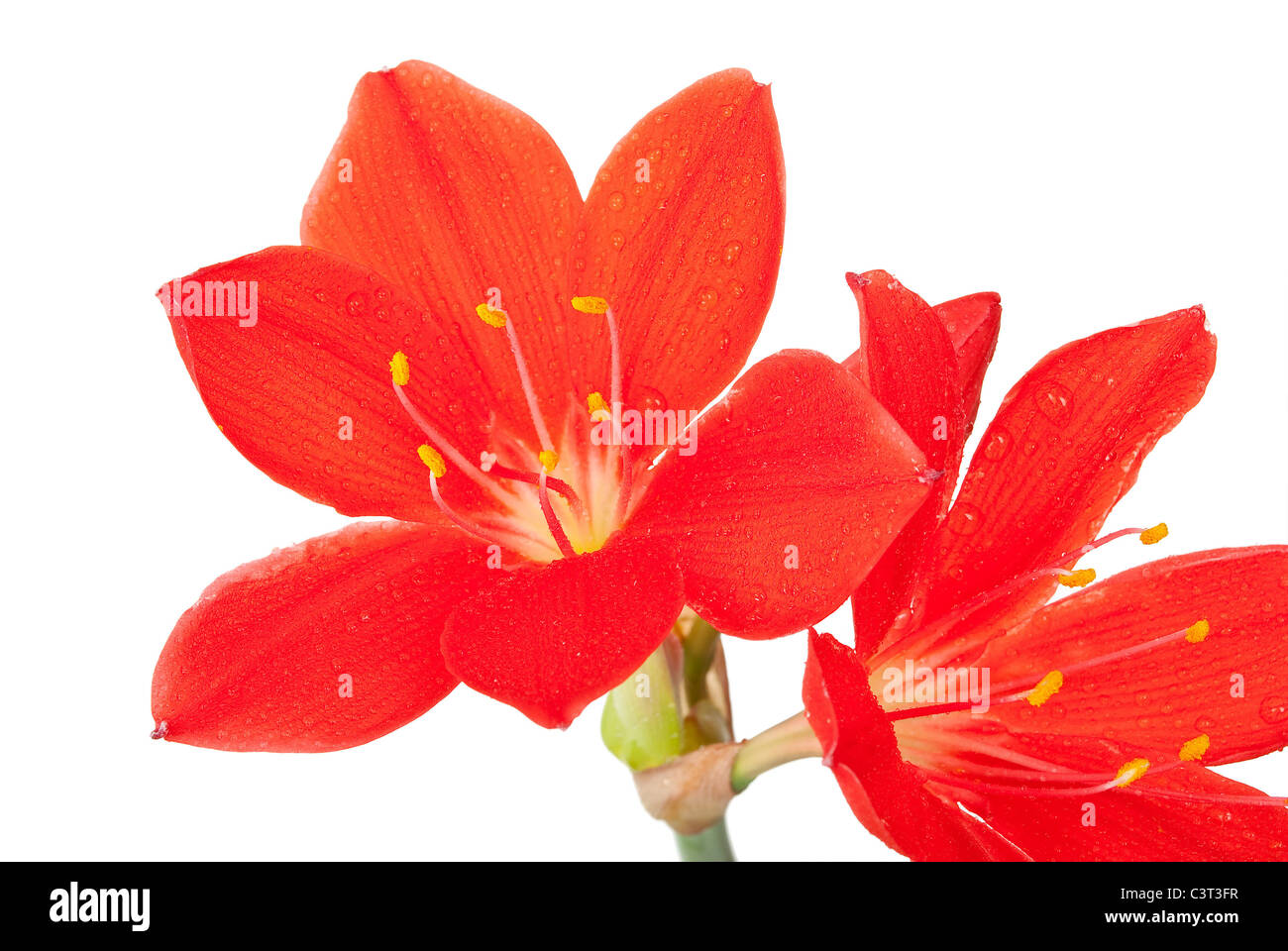 Lily rojas en gotas de agua Foto de stock