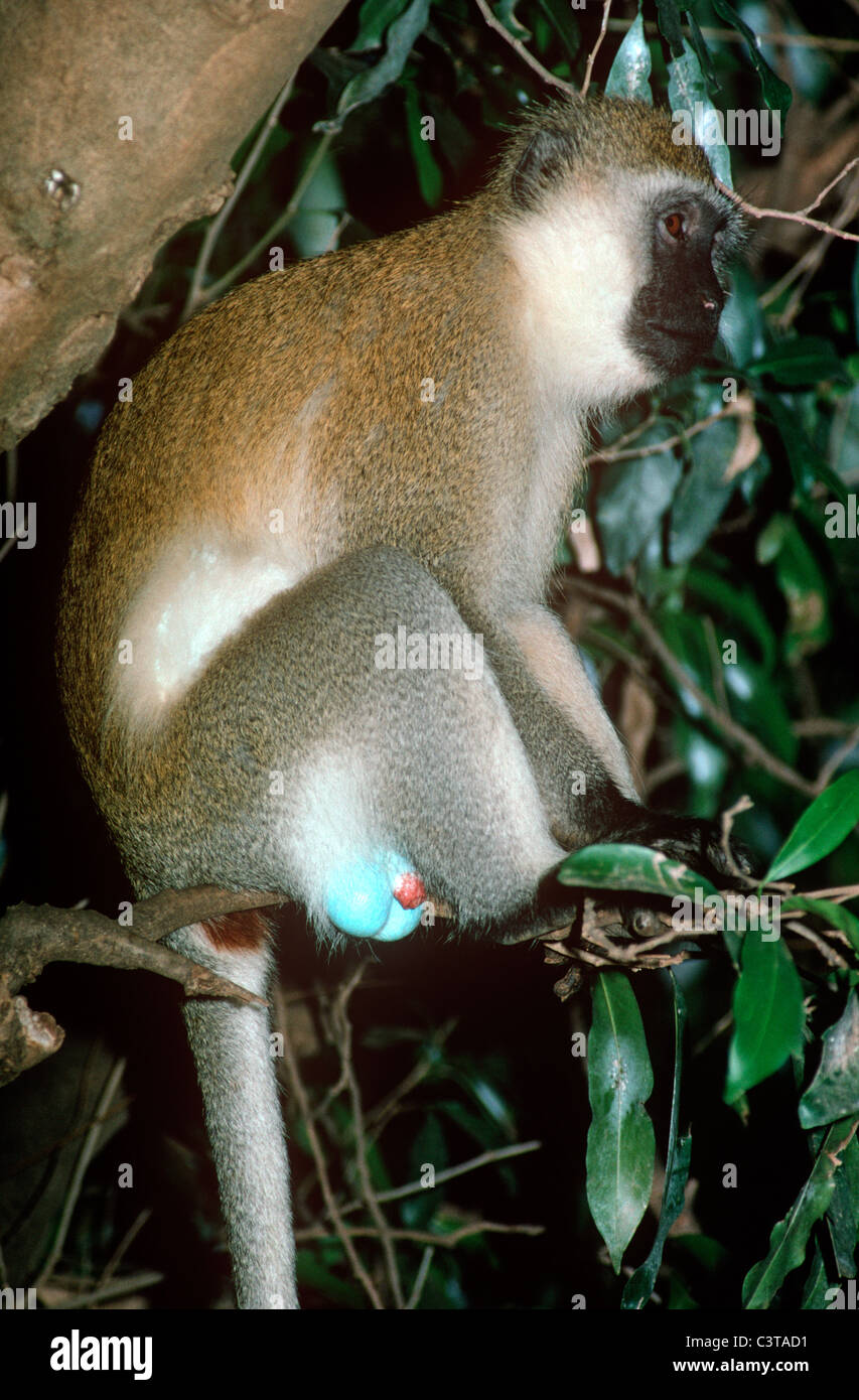 Mono Azul relajante con genitales vervet Fotografía de stock - Alamy