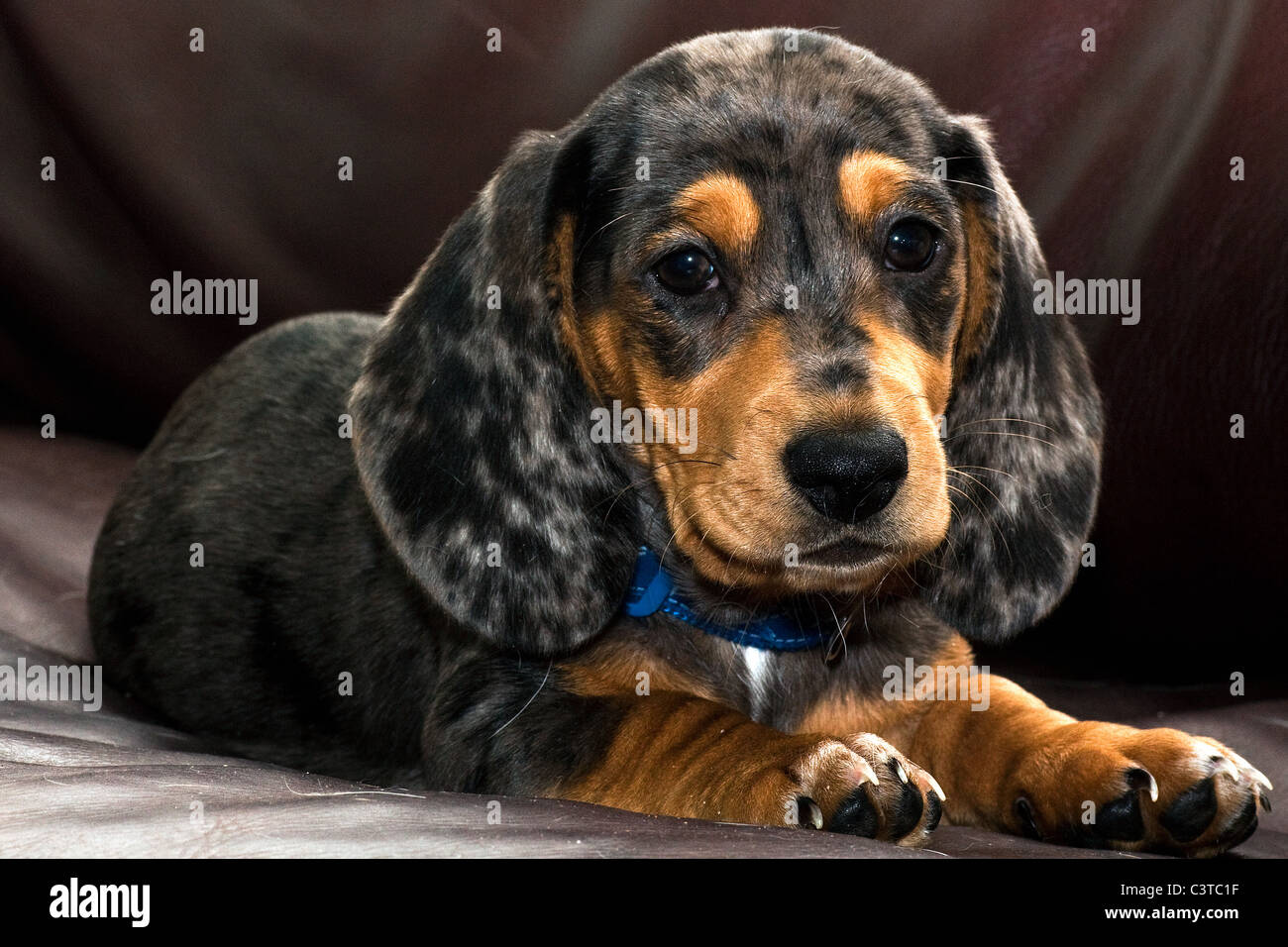 Perro Foto de stock