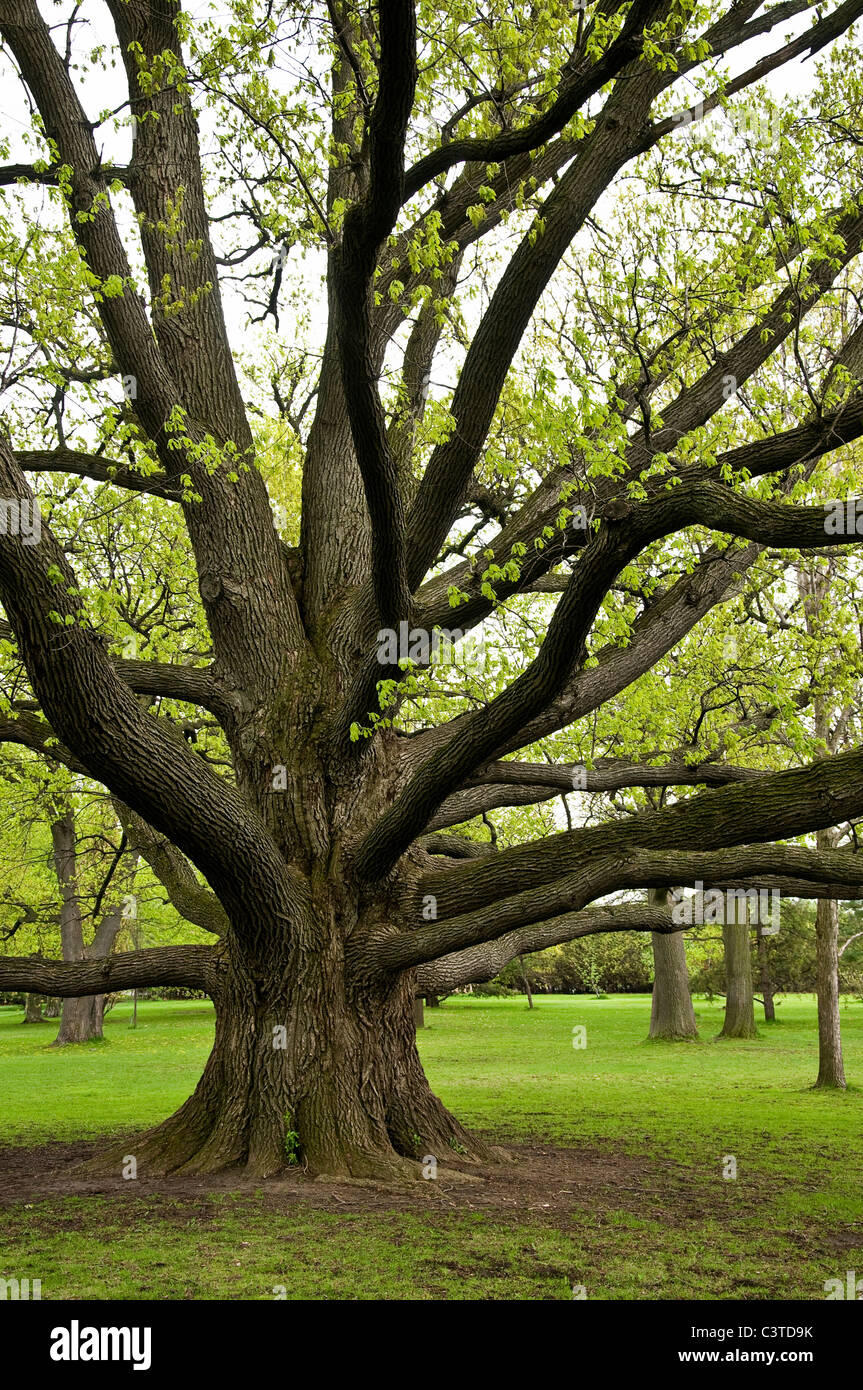Gran árbol de roble con ramas de divulgación. Foto de stock