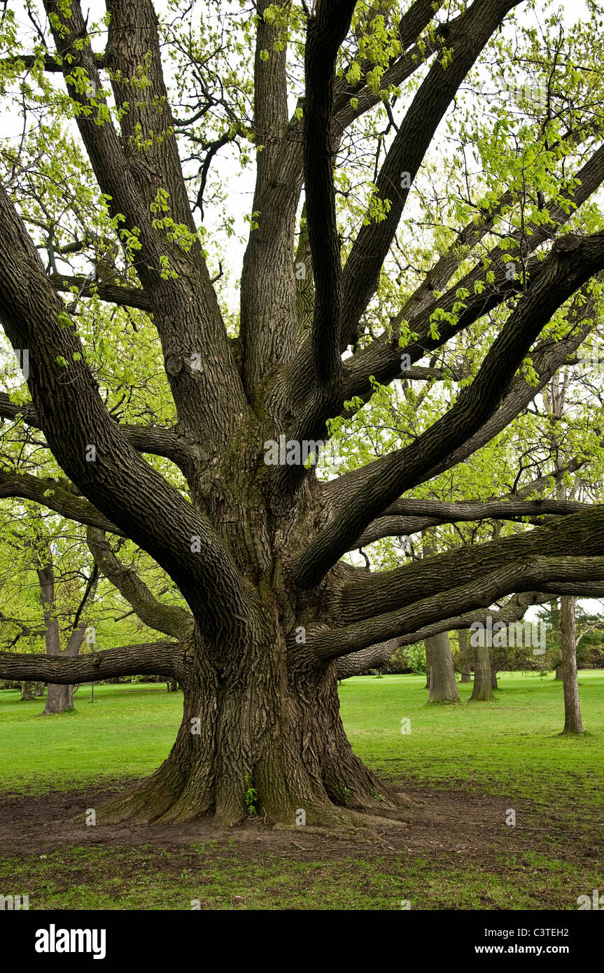 Gran árbol de roble con ramas de divulgación. Foto de stock