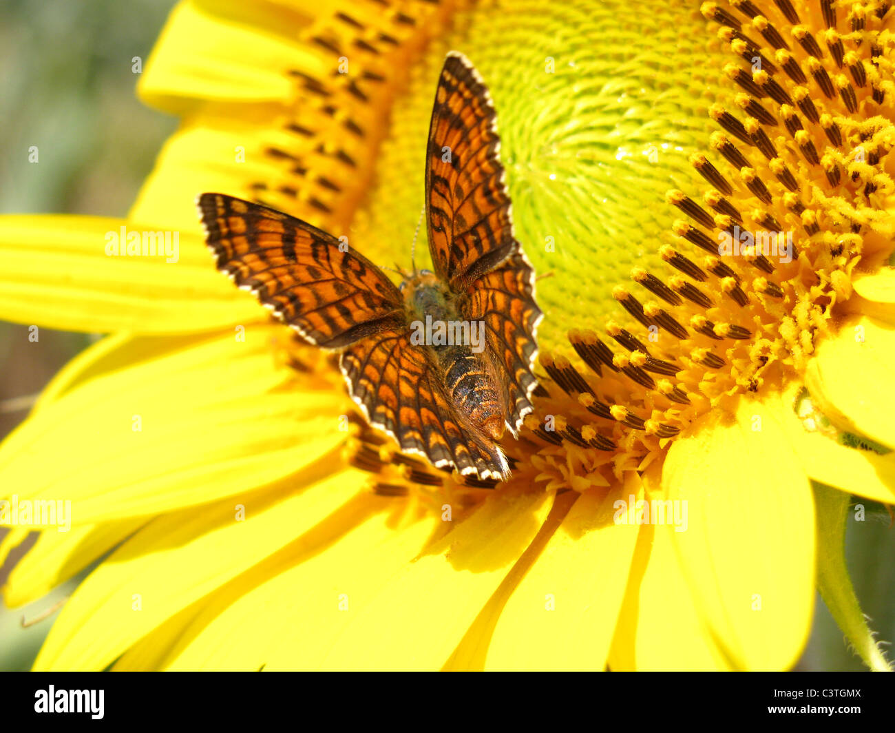 Hermosa mariposa sobre girasol Foto de stock