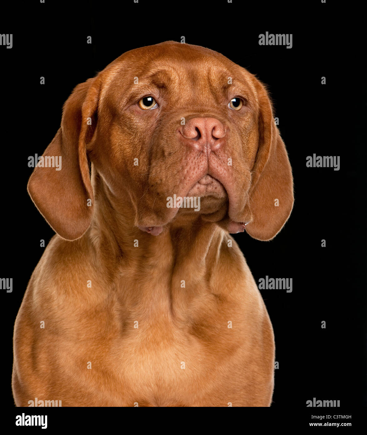 Close-up de Dogo de Burdeos cachorro, de 6 meses de antigüedad, sentado en  frente de fondo negro Fotografía de stock - Alamy