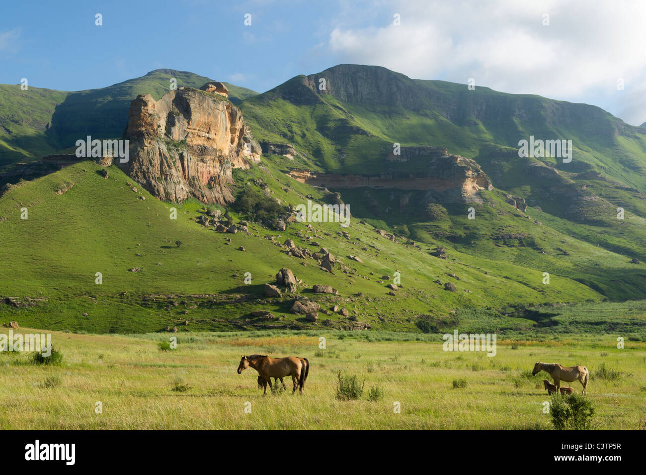 Los caballos en el campo fuera de Clarens, Estado Libre, Sudáfrica Foto de stock