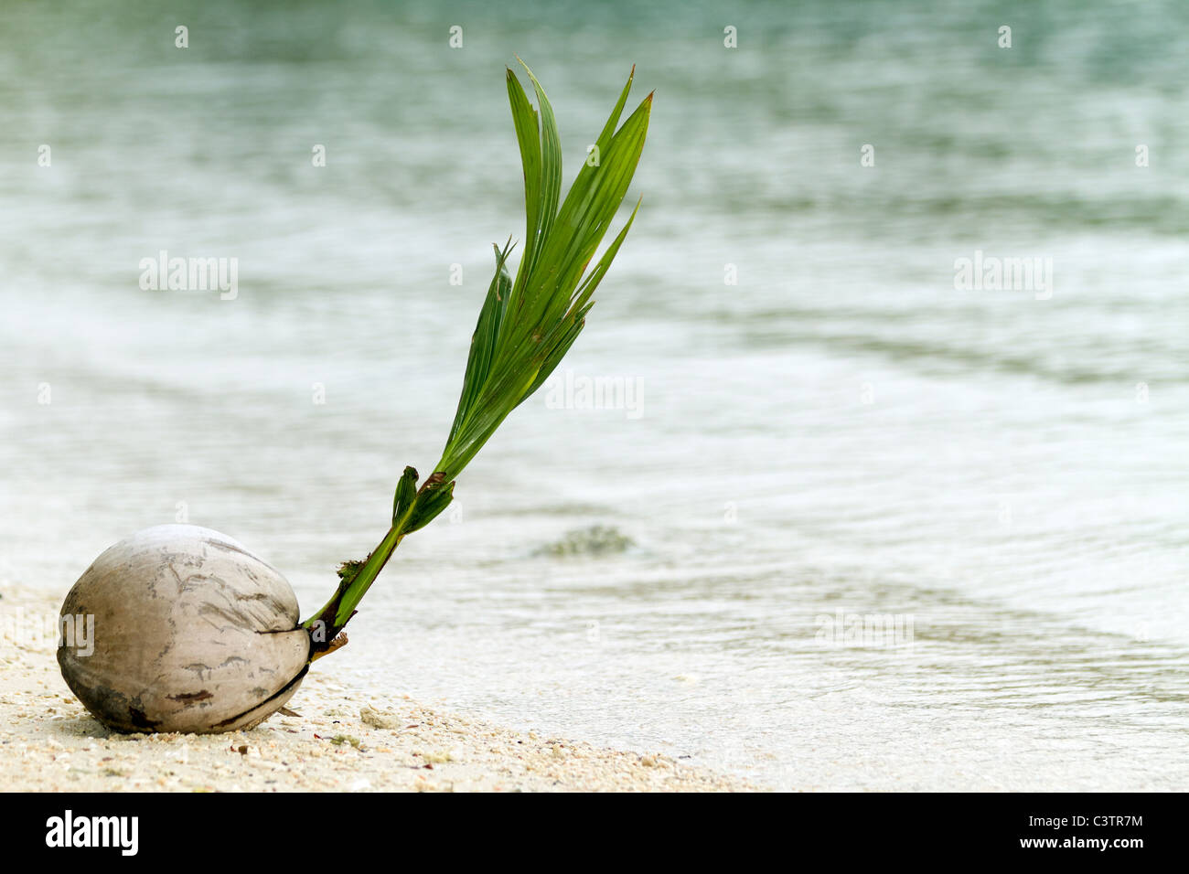 Sprout emergiendo de coco en playa tropical Foto de stock