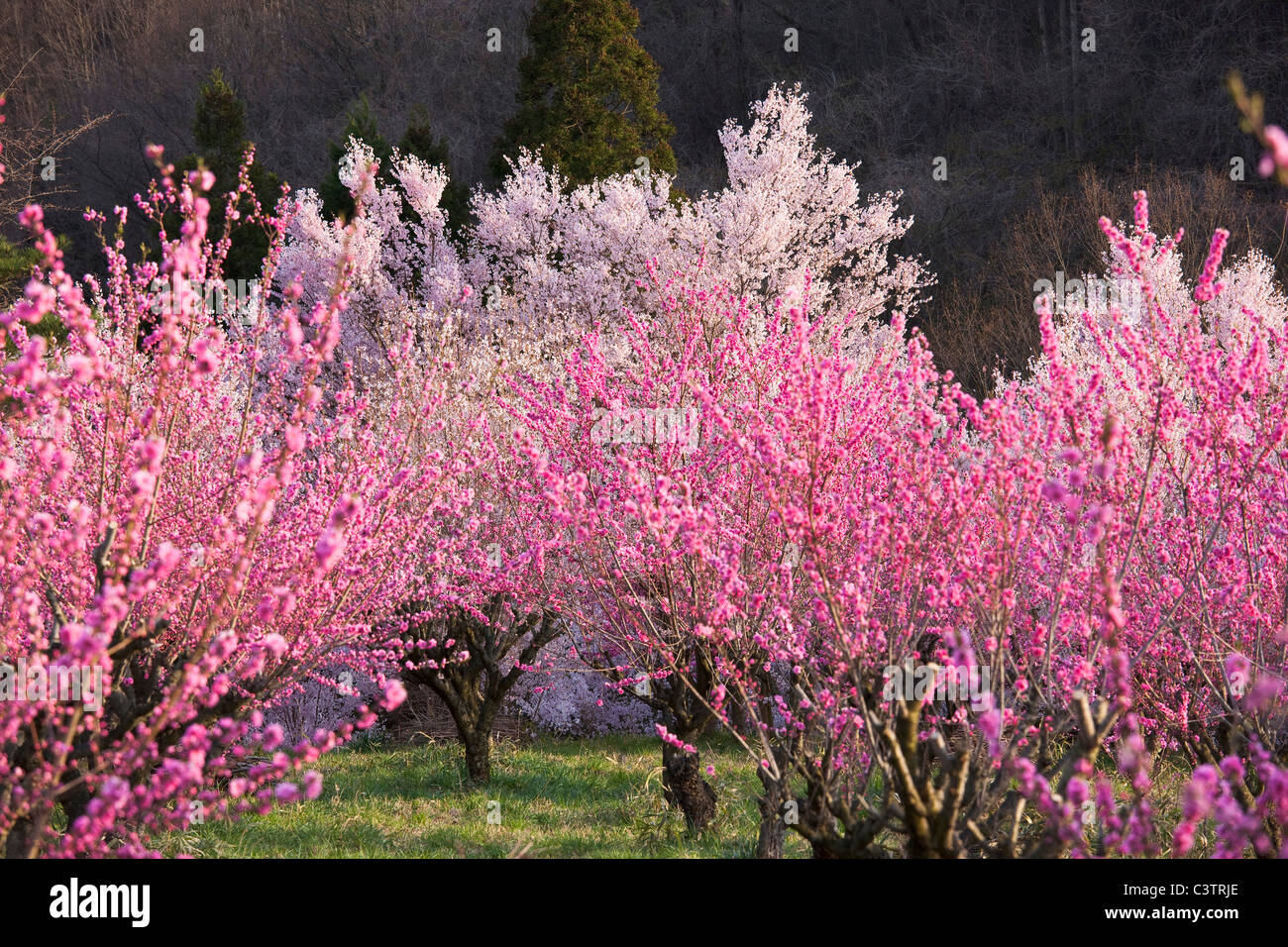 Cerezos y árboles en flor de durazno Fotografía de stock - Alamy