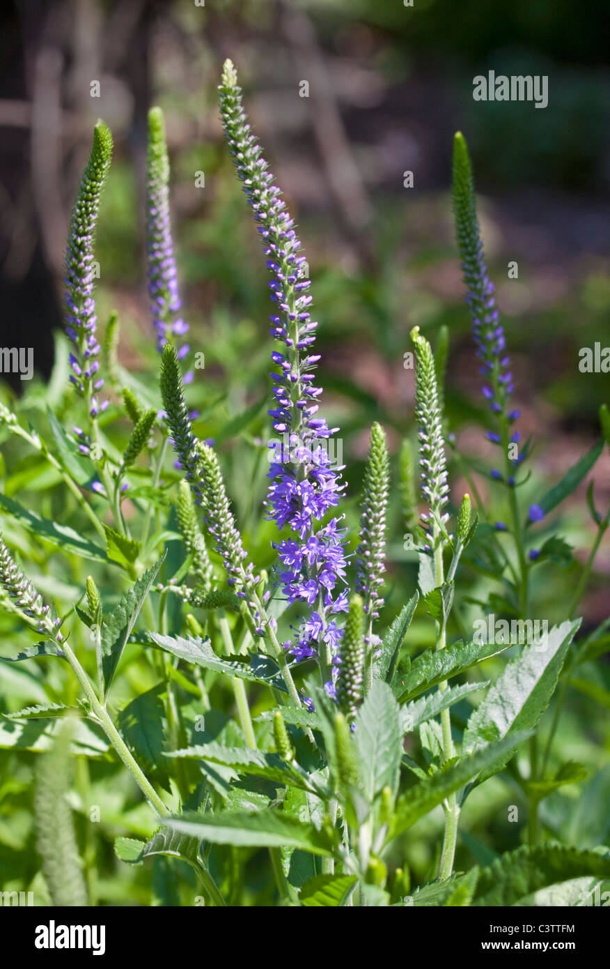 Vernonica Gentianoides Blue Streak (Speedwell) Foto de stock