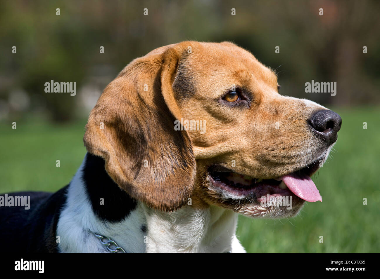 Beagle (Canis lupus familiaris) jadeando en el jardín Foto de stock