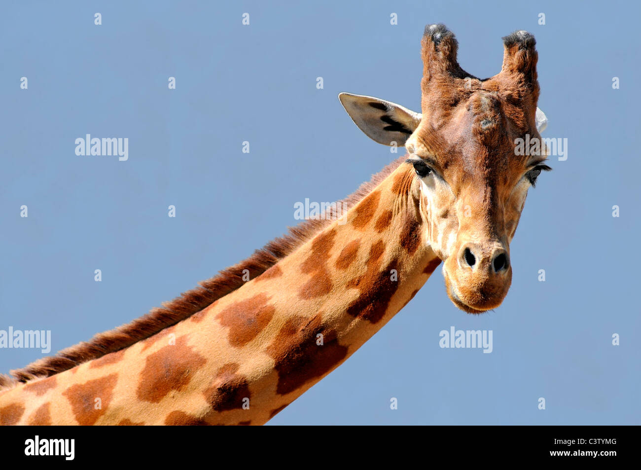 Retrato de jirafa (Camelopardalis) sobre fondo de cielo azul Foto de stock