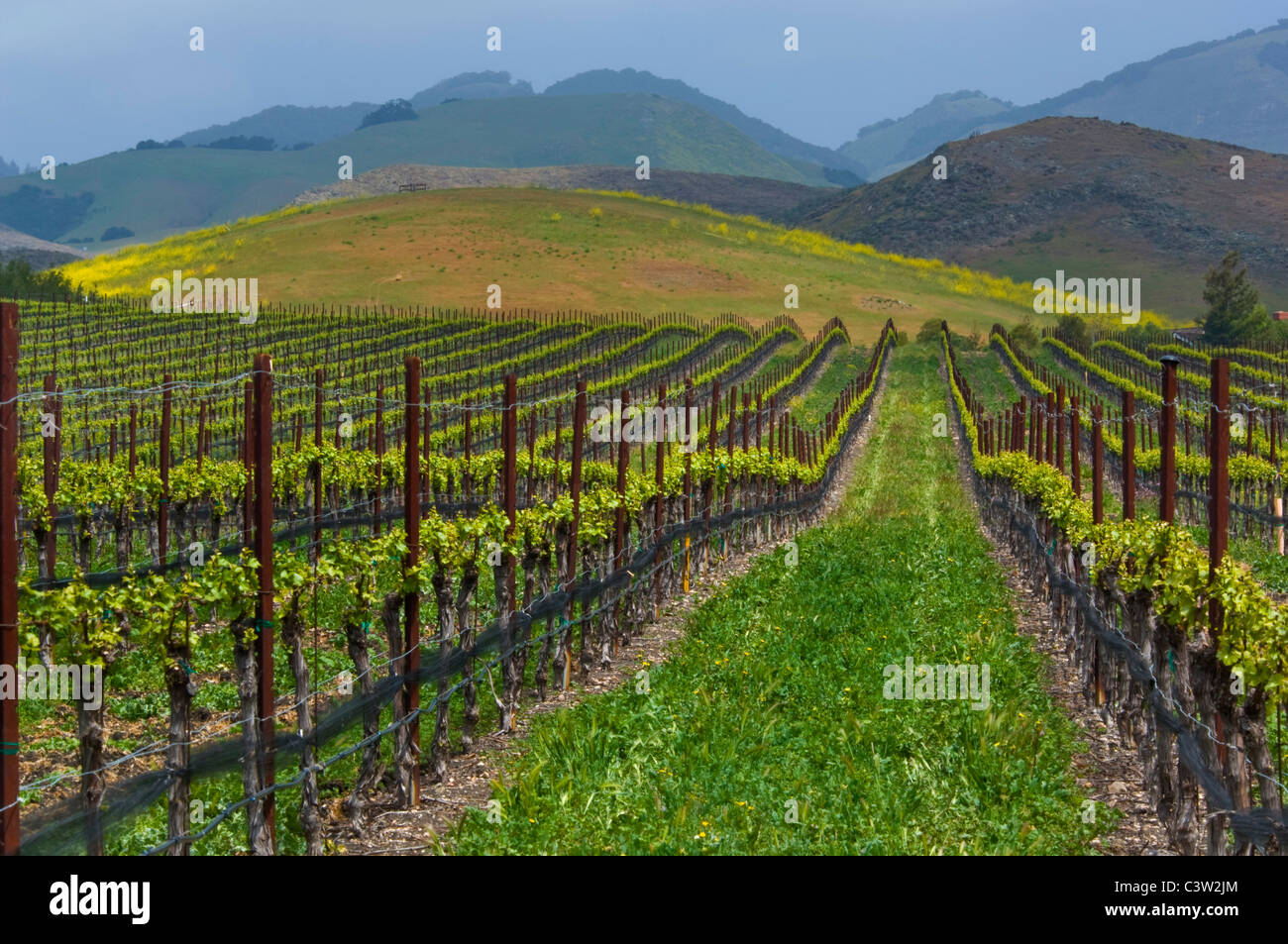 Hileras de viñas de uva de vinificación en viñedos y colinas verdes en primavera, Edna Valley, San Luis Obispo, California Foto de stock