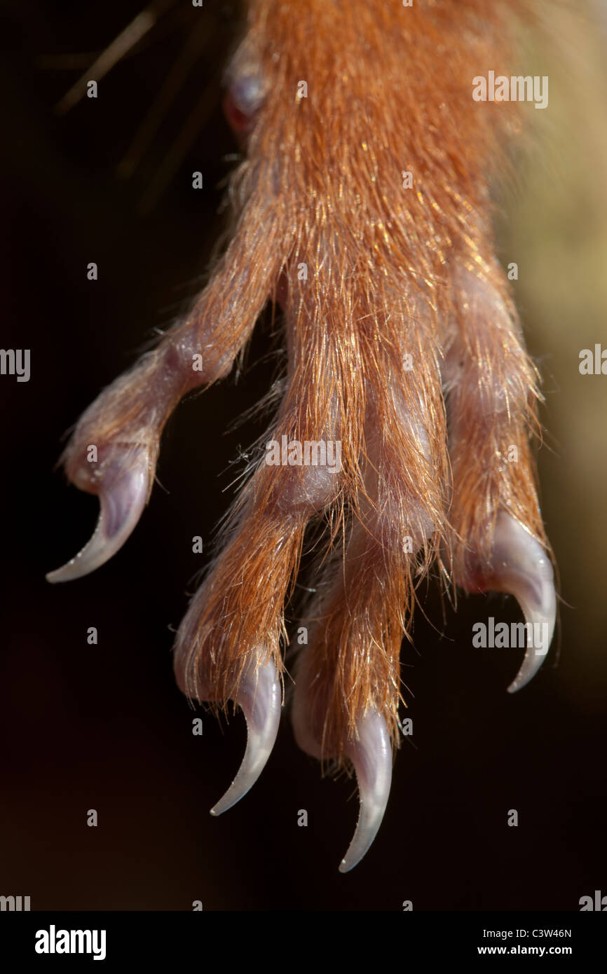 Ardilla roja (Sciurus vulgaris). La pata delantera izquierda, mostrando mucho menor tamaño de primer dígito, superior, con más de cuatro dígitos restantes Foto de stock