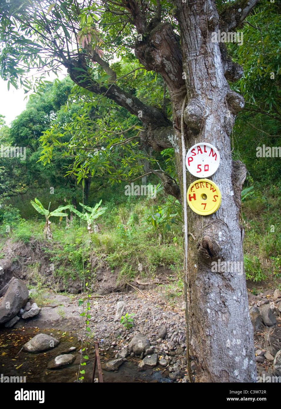 Fig Tree Drive en Antigua con la escritura publicado el tronco de árbol