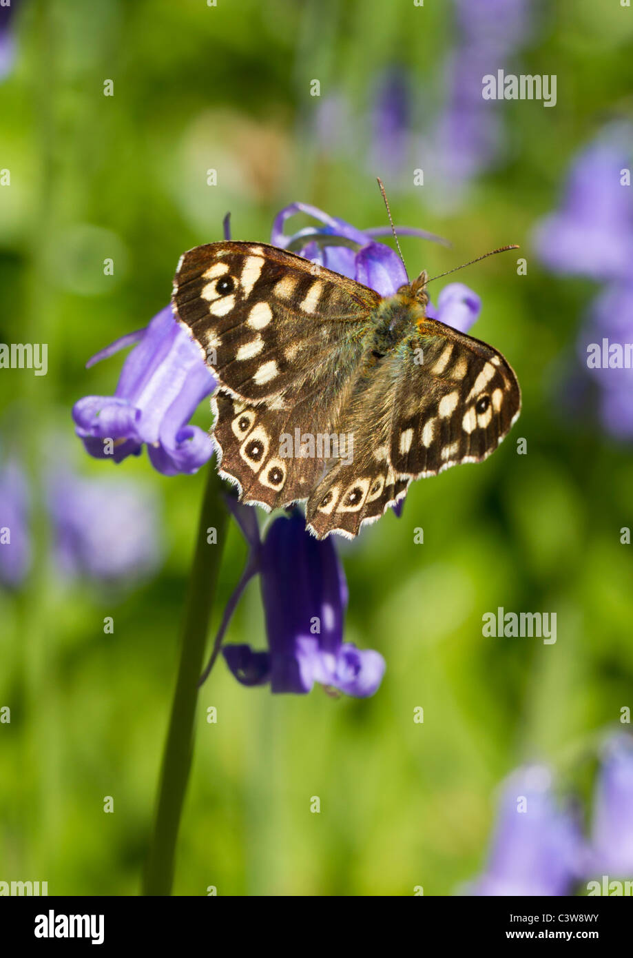 Mariposa sobre una madera moteado Bluebell Foto de stock