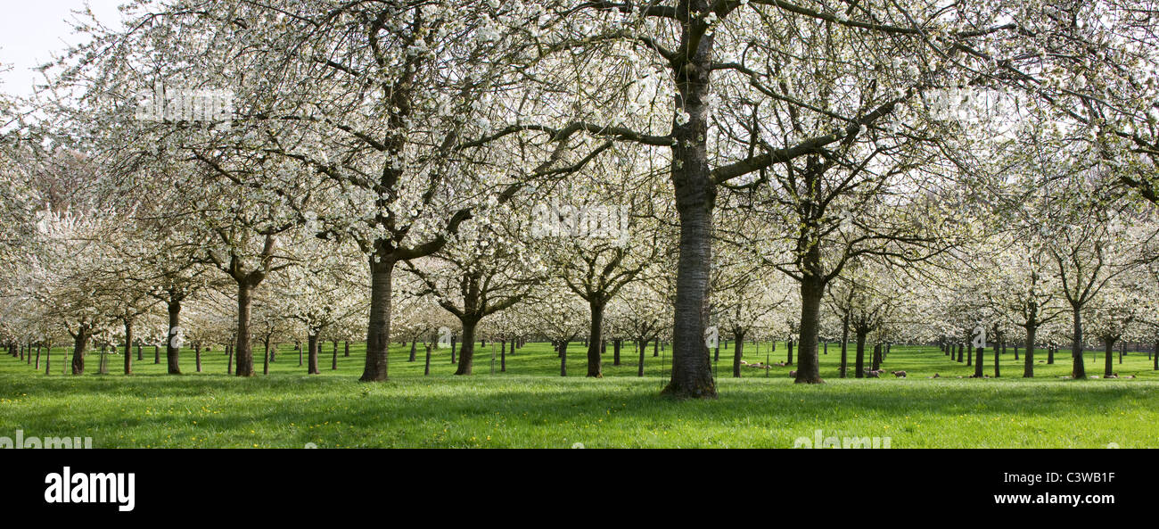 Huerto con árboles de cerezos florecen en primavera, Hesbaye, Bélgica Foto de stock