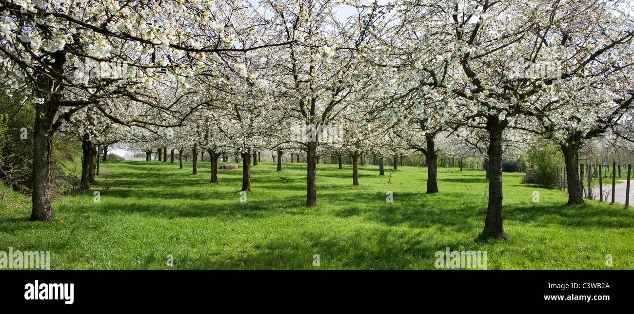 Huerto con árboles de cerezos florecen en primavera, Hesbaye, Bélgica Foto de stock