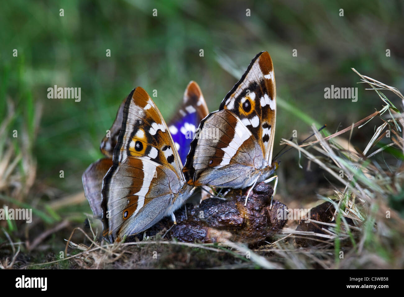 Violeta Emperador (Apatura iris) Mariposas alimentándose con cuentagotas, Bélgica Foto de stock