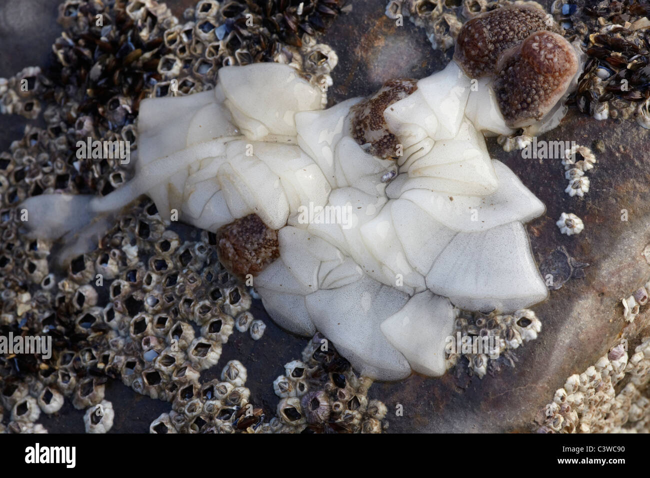 Áspero-repisa doris (Onchidoris bilamellata) desove de roca descubierta en Rhossili Bay, South Wales, REINO UNIDO Foto de stock